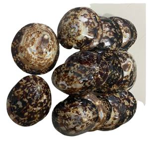 การทำความสะอาดเปลือกหอยจากเวียดนามสำหรับการตกแต่งงานแต่งงานชายหาด, DIY, การทำเครื่องประดับ - Product Image 1