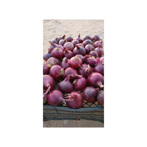 Cebolla roja seca, nueva cosecha, precio económico, alta calidad, lista para exportación directa - Product Image 1