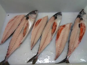 Pescado Macarela Congelado Fresco de Fábrica CREKS, Certificado KOSHER, Orgánico, Bajo en Sodio, IQF, Envasado al Vacío, Grado de Exportación, Sostenible, Cuerpo Entero - Product Image 3