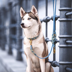 Adjustable genuine Leather <b>Braided</b> Dogs pet Collars suitable for pet training walking and outdoor adventures in affordable price - Product Image 1
