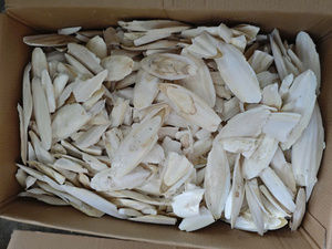 Hueso de Sepia Natural Seco para Aves, Suplemento Mineral, Suministro a Granel - Product Image 1