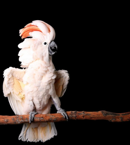 Live Moluccan Cockatoo Birds for <b>Aviary</b> Breeding Ornamental Bird Keeping Wholesale Supply NMF (PVT) LTD South Africa Long Shelf - Product Image 3