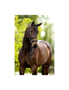 Bridon en cuir personnalisé, 100% approuvé par le contrôle qualité, équipement équestre durable et confortable pour l'équitation - Product Image 5