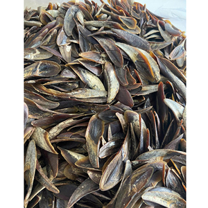 Conchas de Operculum de la Mejor Calidad para Comercio Mayorista Internacional, Artesanías Naturales y Decoración del Hogar - Product Image 6