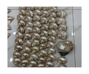 เปลือกหอยทะเลธรรมชาติ, เปลือกหอยสังข์คุณภาพพรีเมียม, ผู้ส่งออกขายส่งสำหรับตู้ปลาและงานฝีมือ - Product Image 3