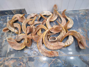 Shofar artisanal en corne de bélier poli, style religieux, artisanat naturel original, prix d'usine en gros - Product Image 5