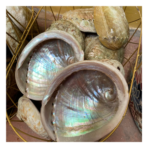 เปลือกหอยเป๋าฮื้อธรรมชาติพรีเมียม วัสดุตกแต่งออร์แกนิกที่เป็นมิตรกับสิ่งแวดล้อม พร้อมลักษณะสีรุ้งธรรมชาติที่เป็นเอกลักษณ์ - Product Image 6