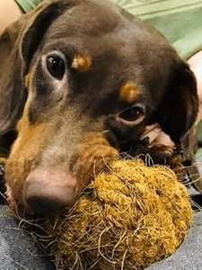 Juguete Masticable para Perros de Fibra de Coco NATURAL para la Limpieza de los Dientes - Product Image 4