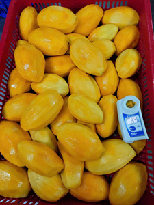 Morceaux de mangue congelés/tranches/cubes/dés parfaits pour les boissons et la crème glacée, fruits tropicaux frais de haute qualité Source Vietnam - Product Image 5