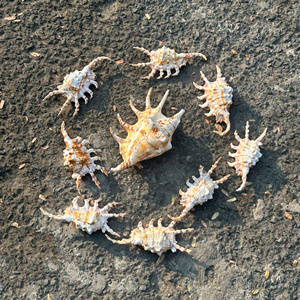 วัสดุงานฝีมือจากเปลือกหอย หอยเป๋าฮื้อ เปลือกหอยธรรมชาติ ของตกแต่งจากเวียดนาม โรงงานขายส่ง เปลือกหอยมิตราเอพิสโคพาลิส เปลือกหอยมิตร เปลือกหอยทะเล - Product Image 6