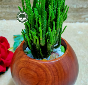 Maceta de Madera Ecológica Riksh con Planta de Cactus, Autorriego, Diseño Minimalista Moderno Tallado a Mano, para Uso en Interiores y Escritorio - Product Image 3