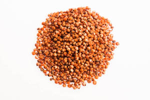 Grains de sorgho rouge séché pour l'alimentation du bétail et l'alimentation animale, vente en gros en vrac, durée de conservation de 12 mois, exportation d'Inde - Product Image 2
