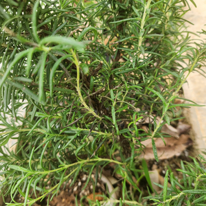 Hojas de romero secas de Vietnam de alta calidad para productos de panadería e infusión de aceites de oliva gourmet de 99 Gold Data Firm - Product Image 6