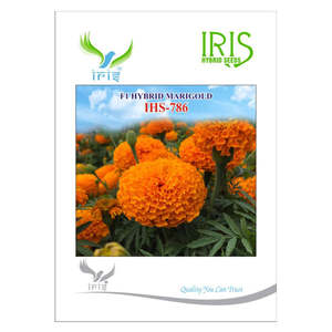 เมล็ดพันธุ์ไฮบริดไอริส มาริโกลด์ ออเรนจ์ IHS-786 F1 พืชดอกผลผลิตสูง - Product Image 6