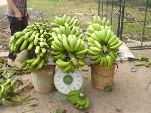 Plátanos Frescos de Vietnam, Plátano Cavendish, Venta al por Mayor a Granel, Exportación de Frutas Tropicales 2025 - Product Image 3