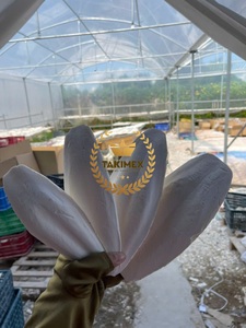 Hueso de sepia de alta calidad para aves, presentación a granel, calcio natural para tortugas y conejos, cuidado del pico, fortalecimiento de la caparazón, de Vietnam - Product Image 3