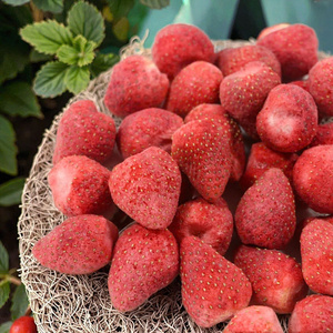 Fraises séchées FD bio de haute qualité, collation croustillante, fruits rouges sucrés, snack naturel en vrac, best-seller, prix abordable - Product Image 1