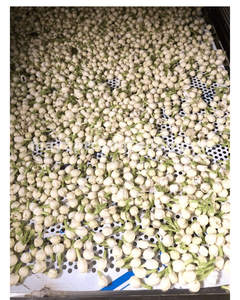 Brotes de jazmín vietnamita de calidad excepcional, secados suavemente y cosechados a plena floración, adecuados para té y usos Premium - Product Image 6