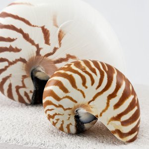 Conchas de Nautilus, conchas marinas naturales para decoración y manualidades, conchas marinas más vendidas, conchas marinas de alta calidad - Product Image 6