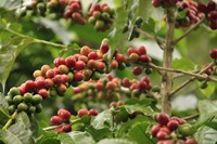 Venta al por mayor de granos de café de especialidad DALAKON Premium, 100% Arábica, de alta calidad, tostado medio, con sabor ácido, en bolsa.