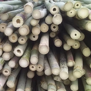 Varas de Bambú de 8-12 mm, Palos de Bambú Natural de 12-14 cm para Uso Agrícola, Suministro Directo de Fábrica en Vietnam - Product Image 1