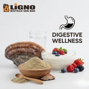 LiGNO SH02 Polvo Procesado de Hongo Phellinus Linteus, Extracto Liofilizado de Espectro Completo, Grado Alimenticio para la Salud Digestiva - Product Image 1