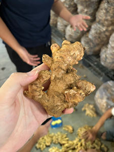 Jengibre Vietnamita de Alta Calidad, Superventas, Entrega al por Mayor para Mercados Internacionales - Product Image 3