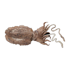 Venta al por Mayor de Calamar Congelado de la Mejor Calidad, Grado Alimenticio Premium, Disponible para Exportación - Product Image 4