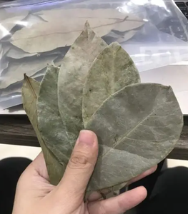 Hojas de Graviola Enteras de Alta Calidad, Materia Prima para Té de Hierbas, Baja Humedad, Fabricante de Vietnam - Product Image 1