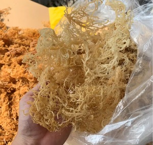 Premium Vietnamese Golden Sea Moss (Eucheuma cottonii) | 100% Natural | Ideal for Sea Moss Gel | Wholesale OEM -Liam+84865912655 - Product Image 5