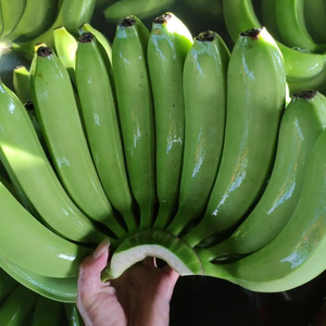 PLÁTANO FRESCO DE VIETNAM A PRECIO ECONÓMICO - EXPORTACIÓN DE PRIMERA CALIDAD - Product Image 3