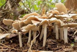 Champignons de Termites Frais Premium, Champignons Sauvages Naturels Comestibles, Champignons du Delta Vietnamien Ms. Nancy, Entiers, en Plastique HDPE, pour la Cuisson, Vente en Gros - Product Image 4