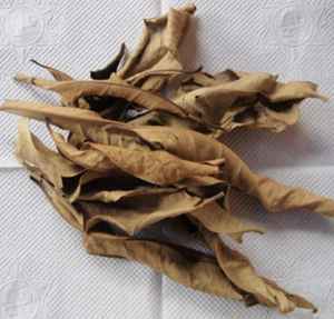 Hojas de Guayaba Secas de Calidad de Vietnam, Ideales para Infusiones de Bebidas Calientes y Creaiones Culinarias Sabrosas en Todo el Mundo - Product Image 1