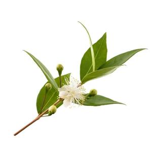 Aceite Esencial de Amyris |   Proveedor al por Mayor de Aceites Esenciales Premium, Fabricante de Marca Privada OEM - Product Image 5