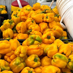 Pimiento Amarillo Fresco, Productos Cuidadosamente Seleccionados con Textura Crujiente y Rico Sabor Natural - Product Image 1