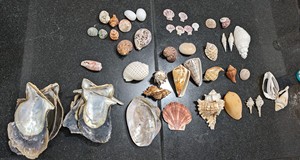 เปลือกหอยหลากหลายชนิดสำหรับงาน DIY และตกแต่งงานแต่งงาน - Product Image 2