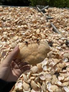 Best Price <b>Crab</b> <b>Shell</b> Bulk Supplier Clean Polished Low Odor <b>Crab</b> Carapace Seafood <b>Shell</b> Manufacturer - Product Image 2