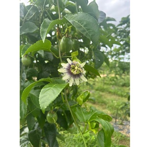 เสาวรสสดใหม่ คุณภาพสูง รสเปรี้ยว ขนาด 10-14 ลูก/กก. เวียดนาม เสาวรสสีม่วง 100% - Product Image 1