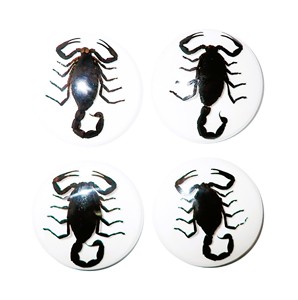 Black Scorpion Real Specimen Plastic Cabochon Round 38x38 mm White Flat Bottom for Crafts and Jewelry Making - Product Image 1