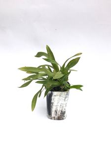 Vase en corne de buffle fait main, forme naturelle, récipient décoratif rustique pour la décoration de la maison - Product Image 2