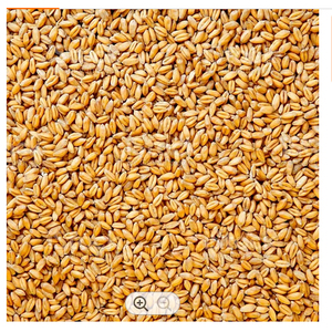 Grano de Trigo Integral de Primera Calidad para Molienda, para Consumo Humano y Animal, en Venta - Product Image 6