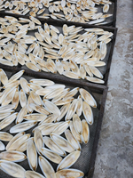 Exportateur et fournisseur d'os de seiche du Vietnam, 4-6 pouces, boîte de 10 kg, calcium naturel pour oiseaux et reptiles 14.1