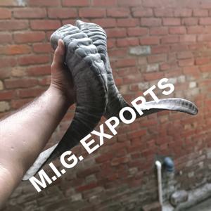 Cuerno de oveja/cuerno de carnero - Product Image 1