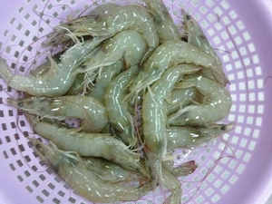 กุ้งแวนนาไมเกรดพรีเมียม แช่แข็ง ไม่มีหัว ปอกเปลือก อบสุกในกล่อง จากเวียดนาม SASUWO ได้รับการรับรองฮาลาล ราคาดีที่สุด ปี 2023 - Product Image 4