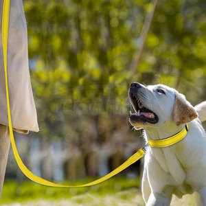 Laisse pour animaux de compagnie robuste, longueur réglable, avec poignée rembourrée douce, conception sécurisée pour la marche, la course et la randonnée en toute sécurité - Product Image 3
