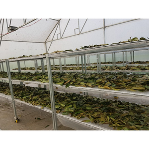 Poudre d'extrait de feuille de corossol de qualité supérieure du Vietnam naturelle et abordable - Product Image 3