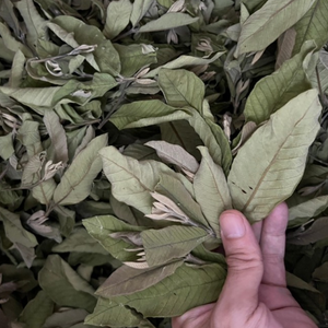 Oferta de Comprador Mayorista de Hoja de Guayaba Deshidratada de Primera Calidad, Hojas Crudas Deshidratadas en Sacos PP, de Proveedor Vietnamita - Product Image 5