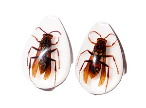 Yellow Paper Wasp Real Specimen Plastic Cabochon Pear Shape Cut <b>Top</b> 33x22 mm White Flat Bottom for Crafts and Jewelry Making - Product Image 2