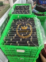 Direct Fabrieksprijs Bevroren Suikerriet Van Vietnam Originele Smaak Export Standaard Exporteren