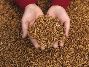 Gusanos de harina amarillos secos de primera calidad, 100% naturales, sin OMG, alimento rico en proteínas para aves, gallos de pelea, peces, reptiles y mascotas pequeñas - Product Image 6